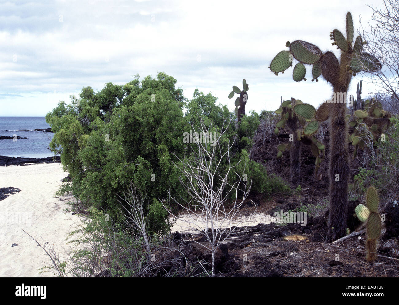 Galapagos Inseln. Küstenvegetation. Los Bachas Beach. Insel Santa Cruz. Stockfoto