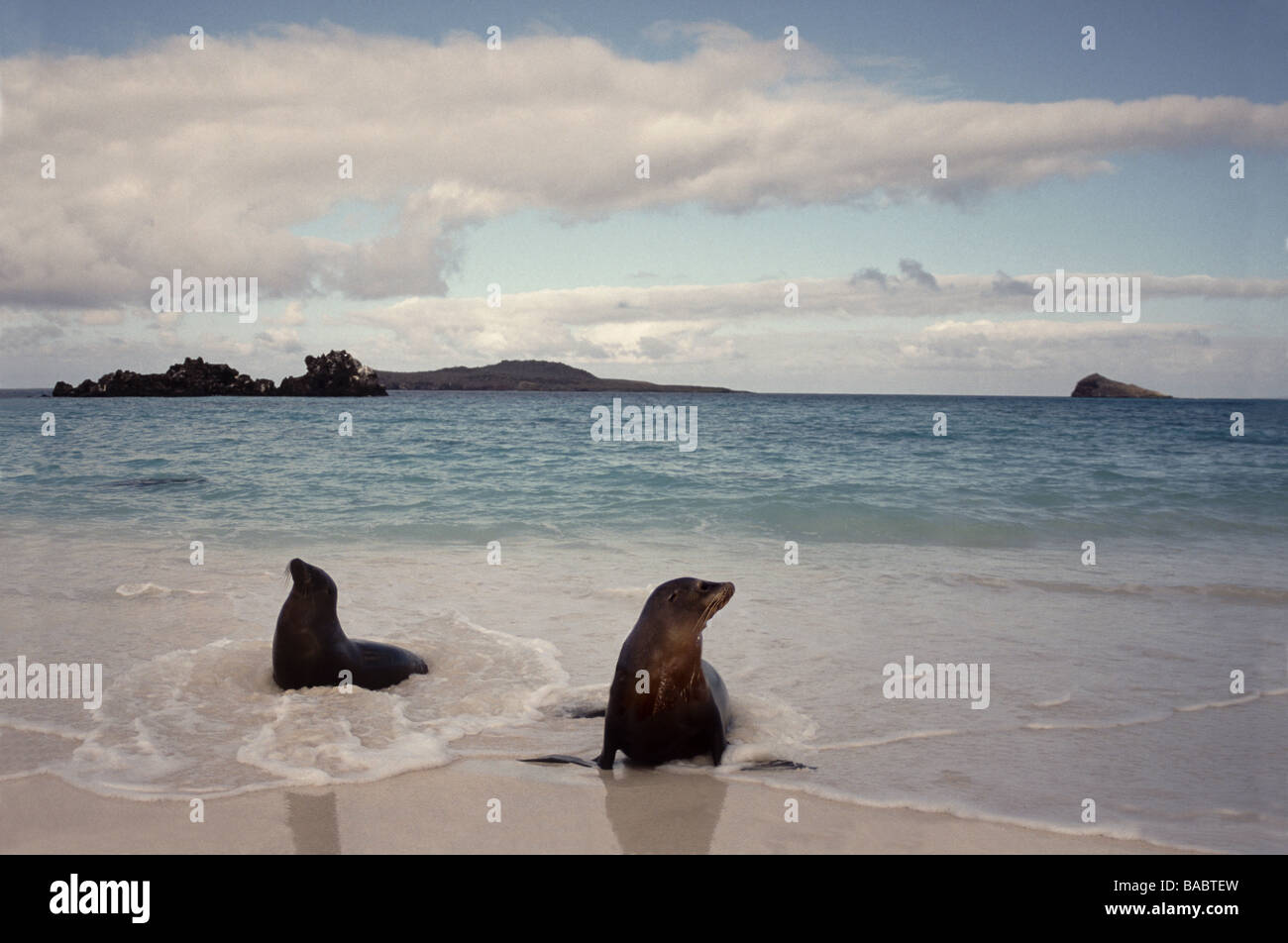 Galapagos-Inseln. Insel Floreana. Zwei Seelöwen an einem weißen Strand. Stockfoto