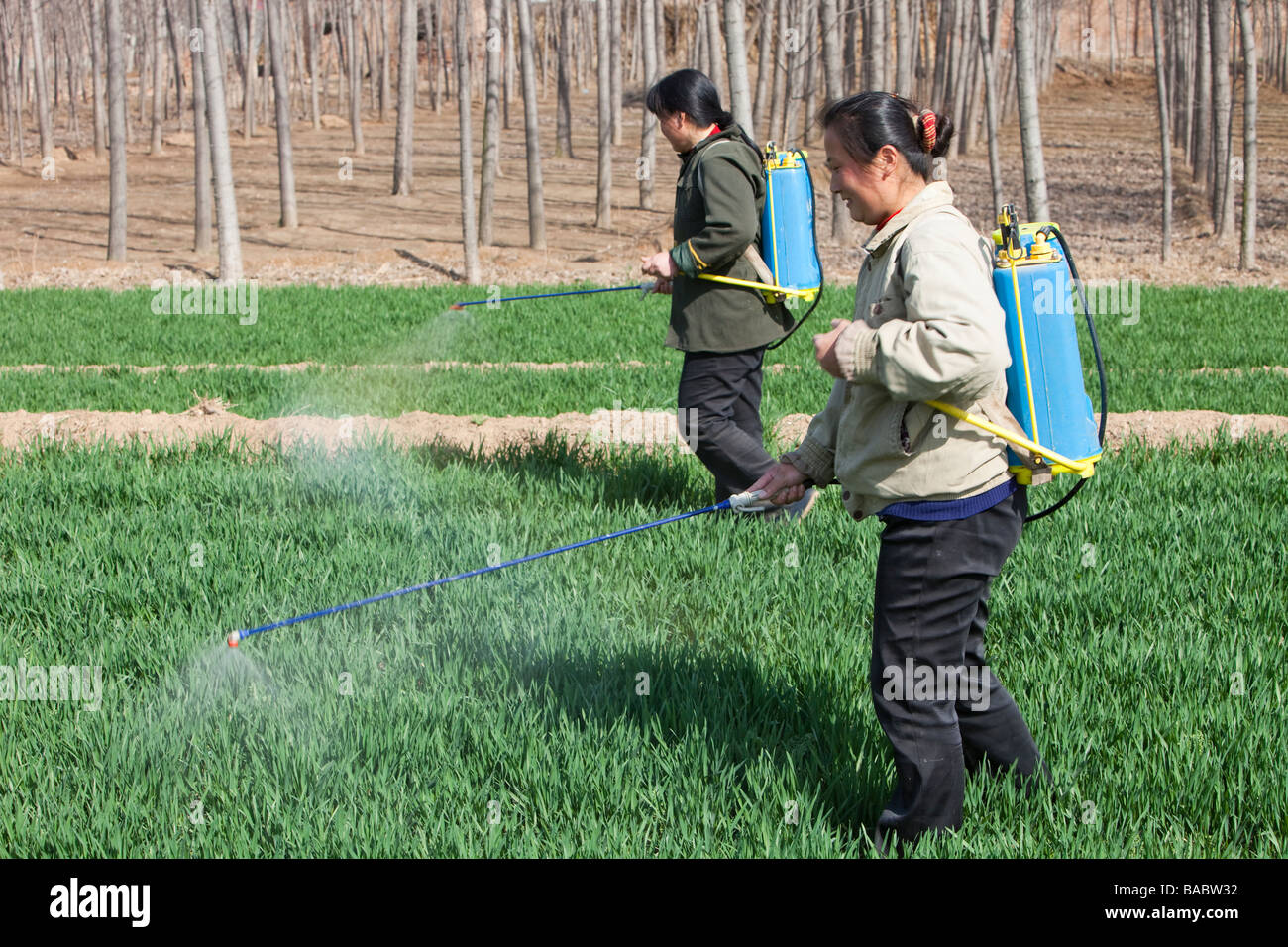 Chinesische Frau Sprühen von Pestiziden auf Weizen ohne Schutz in der Nähe von Beijing Stockfoto