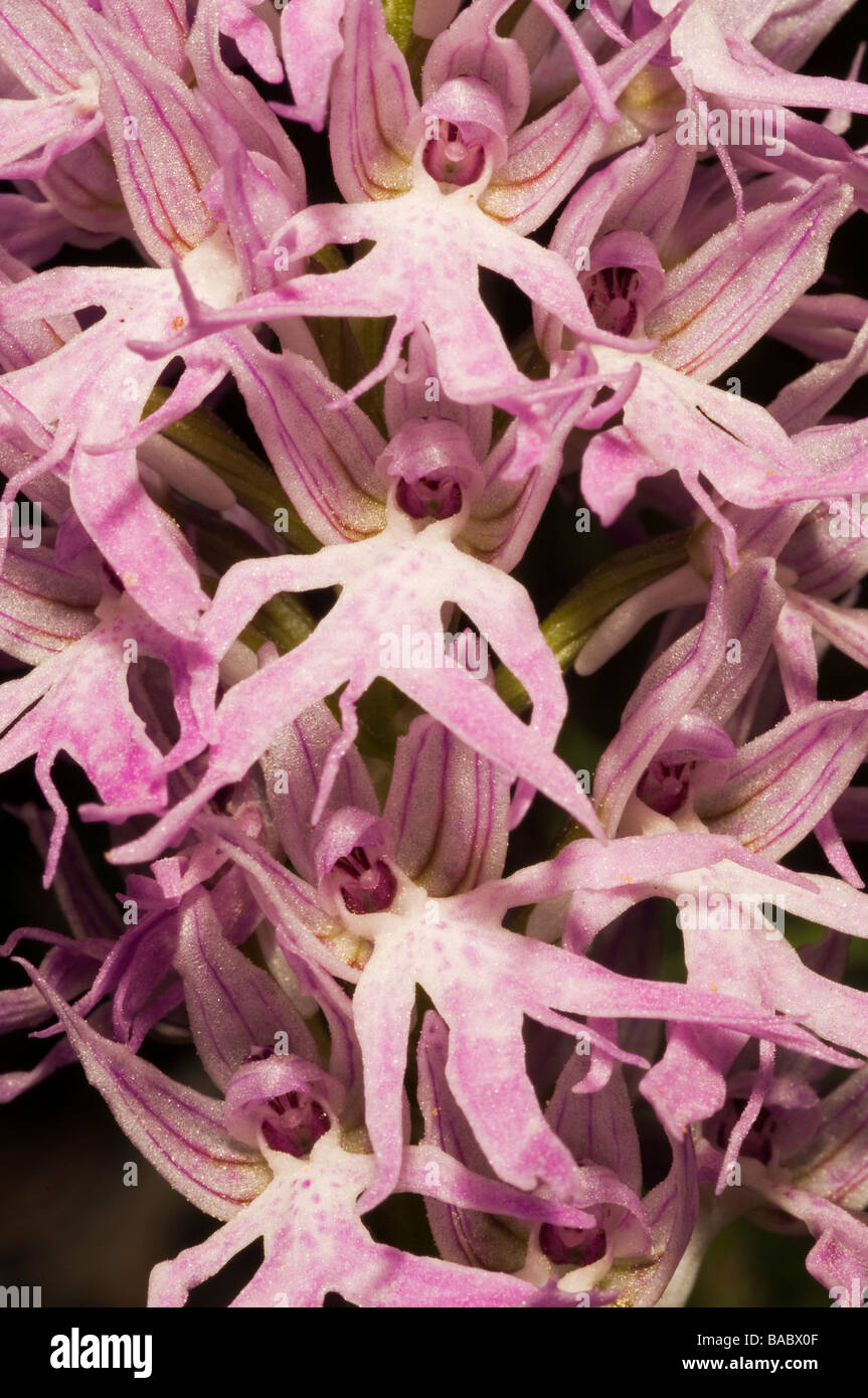 Wilde Orchidee Orchis Italica, Mugla Türkei April Stockfoto