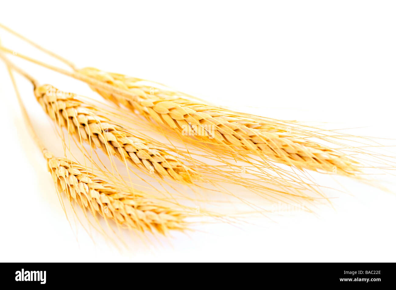 Stiele der goldenen Weizenkorn isoliert auf weißem Hintergrund Stockfoto