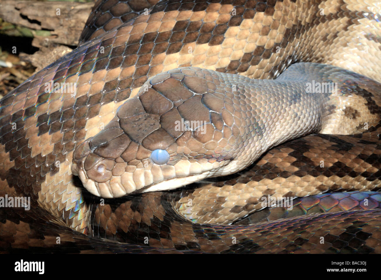 Australische Peeling Python Morelia Amethistina. Dies sind die größte Schlange in Australien gefunden Stockfoto