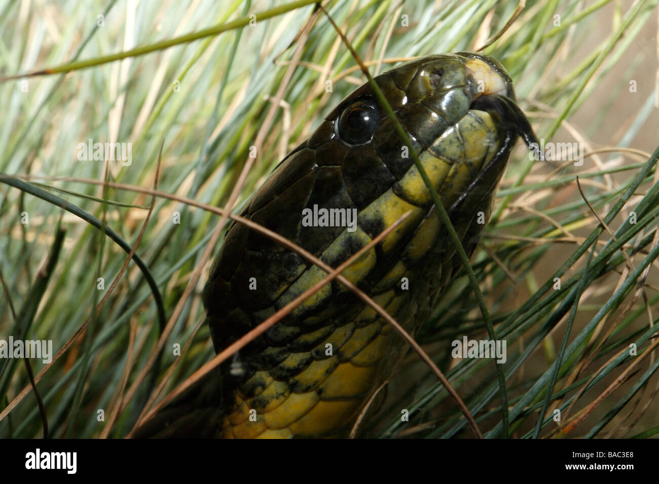 Tiger Giftschlange, Notechis Scutatus, gefunden im südlichen und östlichen Australien und das ranking als eines der tödlichsten Schlangen der Welt Stockfoto