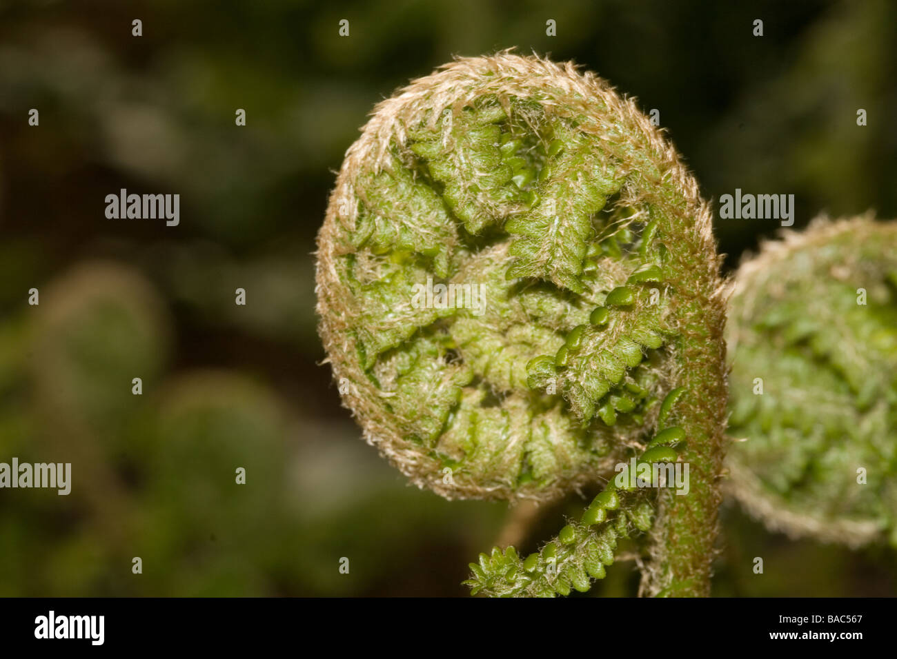 Farn gerollt abgerollten Pflanze Bltter Flora Stiel Farn Bltter entrollt  gerollt Stockfotografie - Alamy