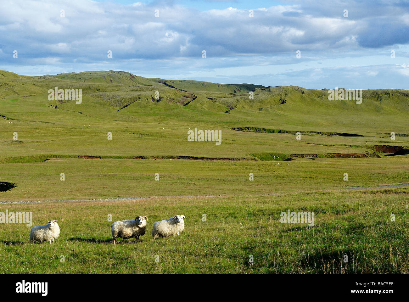 Island, Nord-Ost Region, Eldhraun Bereich, Schafe Stockfoto