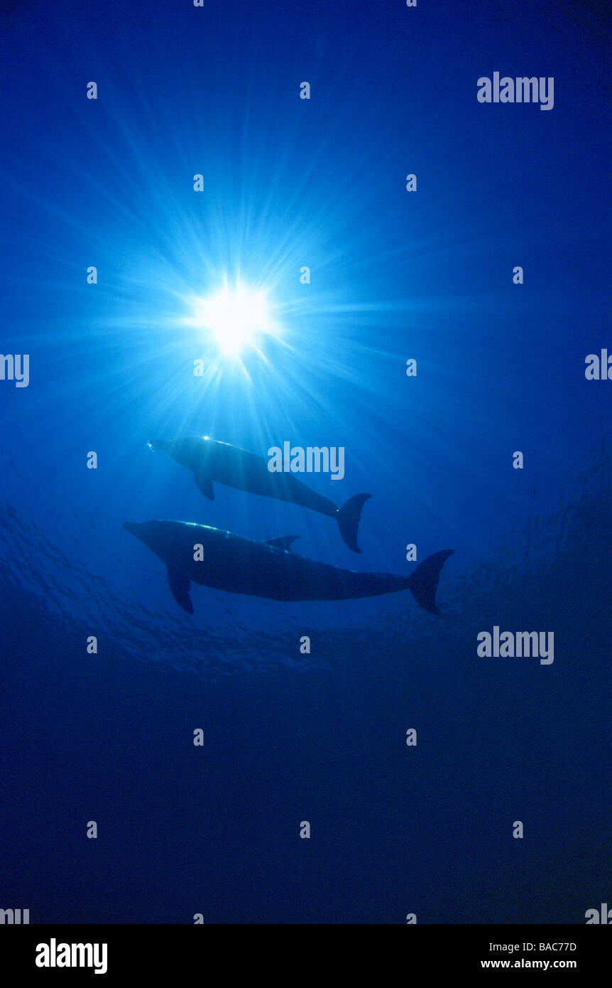 Rotes Meer Delfine Marsa Alam Samadai Bay, Unterwasser, klare Wasser, blaues Wasser, Tauchen, Tauchen, Ozean, Meer, Schnorcheln, Säugetiere Stockfoto