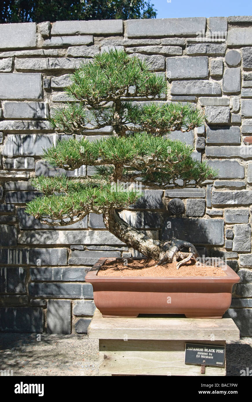 Bonsai-Baum, japanische Schwarzkiefer Stockfoto