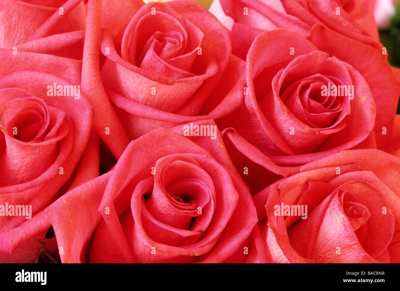 Chile, Region Metropolitana de Santiago, Santiago, Blumenmarkt, Rosen Stockfoto
