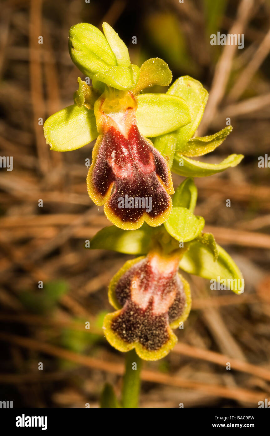 Biene Orchidee, Ophrys Lutea, Mugla Türkei April 2009 Stockfoto
