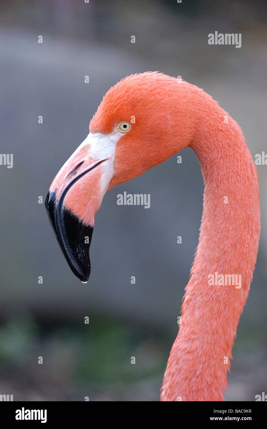 Flamingo Stockfoto