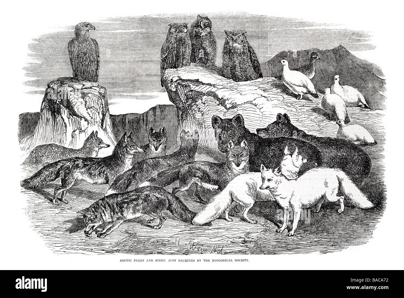 Polarfüchse und Vögel, die soeben von der Zoologischen Gesellschaft 1854 Stockfoto