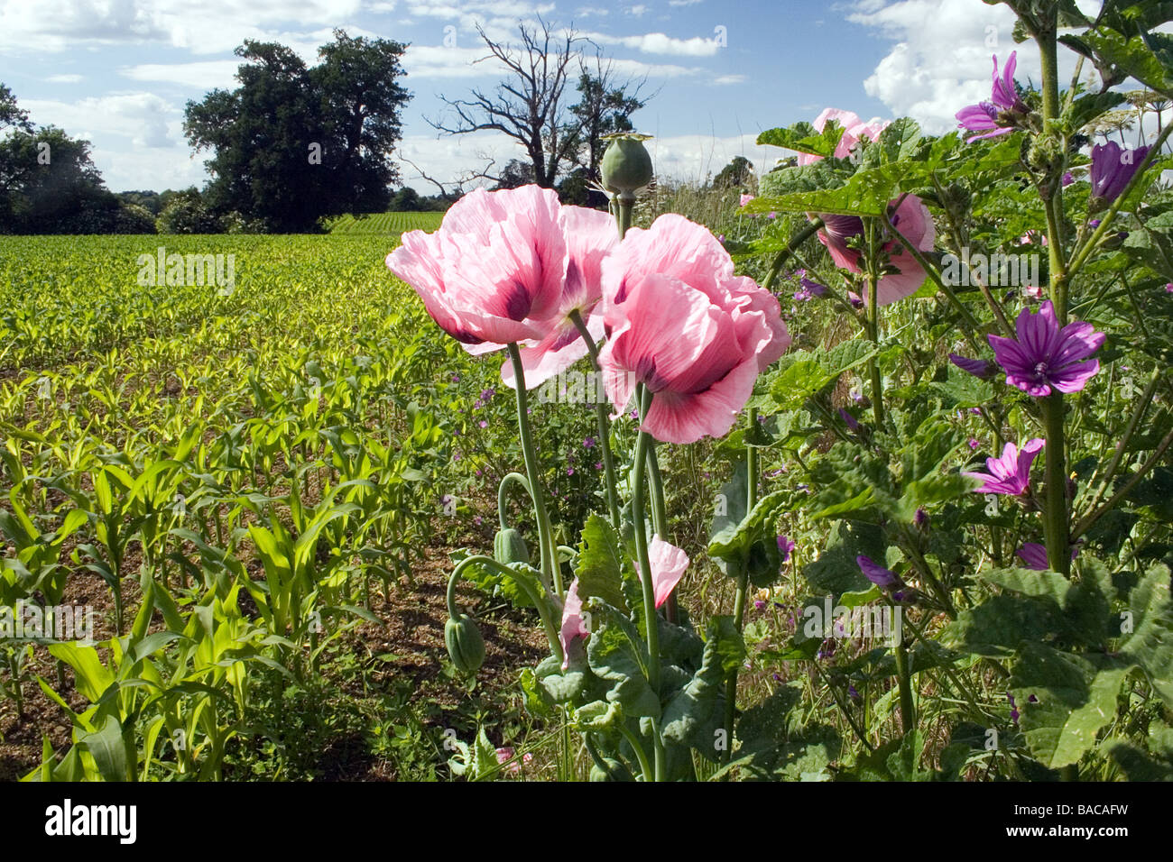 rosa blühender Mohn wächst auf Mais-Feld Streifen Essex Stockfoto