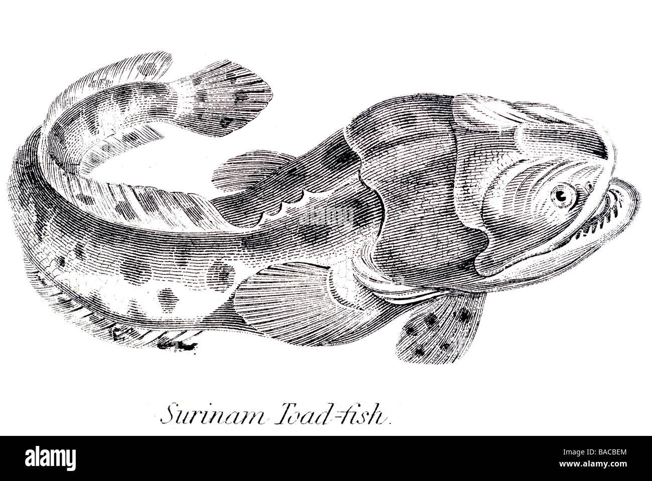 Surinam Krötenfisch Batrachoididae Knochenfische Batrachoidiformes benthischen Hinterhalt Raubtiere Raubtier bevorzugen sandige schlammige Untergründen Stockfoto