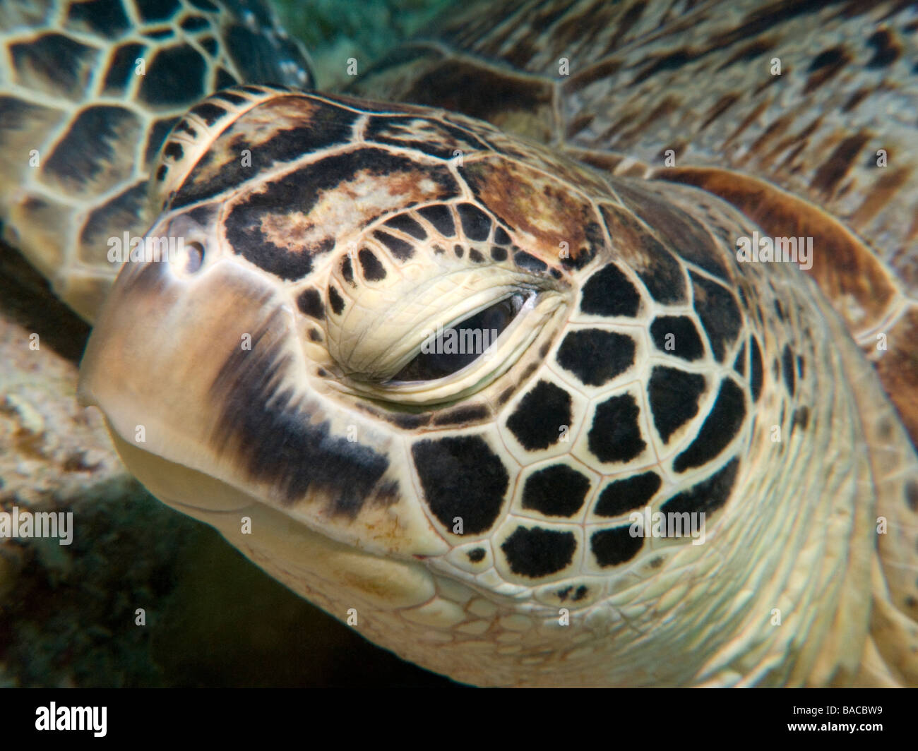 Close-up Portrait der grünen Meeresschildkröte Kopf Stockfoto