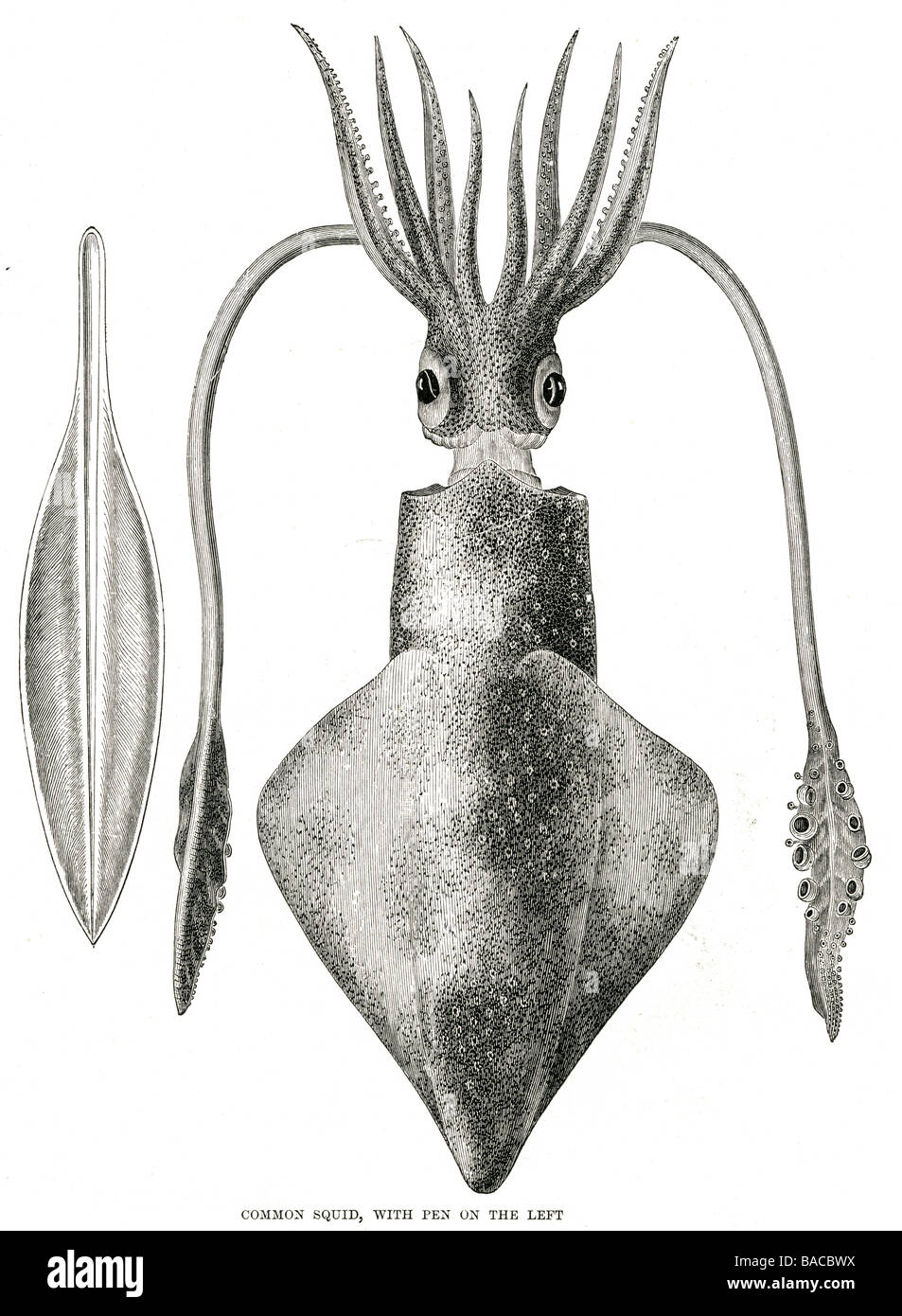 Gemeinsamen Tintenfisch Mit Stift Auf Der Linken Marine Kopffusser Teuthida Unterschiedliche Kopf Bilaterale Symmetrie Mantel Acht Arme Zwei Tentakeln Stockfotografie Alamy
