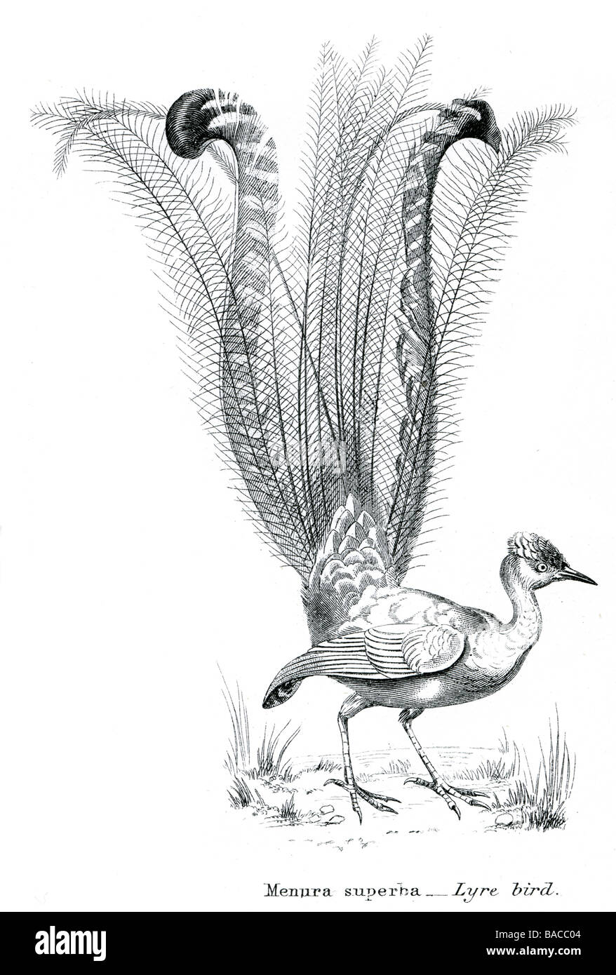 Passeres Menura Superba Leier Vogel Leierschwanz Menura Novaehollandiae Singvogel tail Menuridae Australian Stockfoto