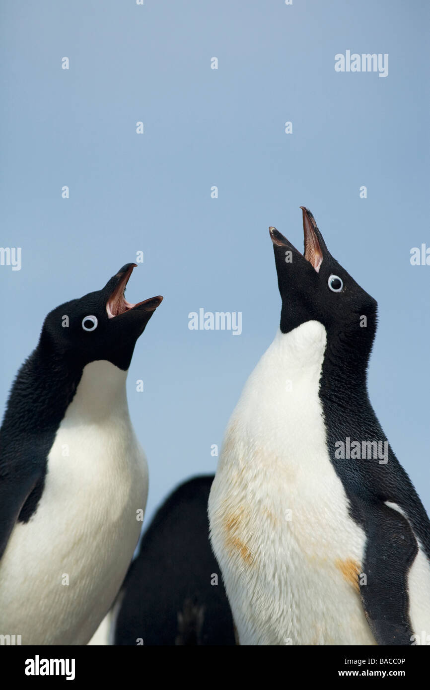 Zuchtpaar von Adelie-Pinguine Pygoscelis Adeliae Gruß Paulet Insel antarktischen Halbinsel Antarktis Stockfoto