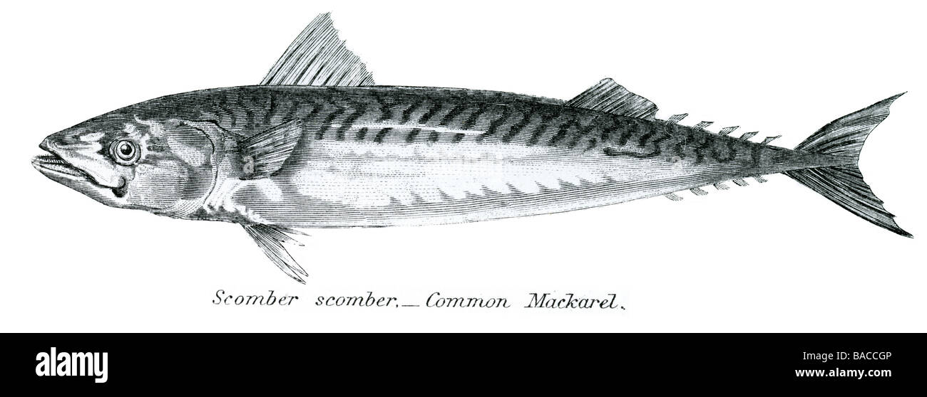 Scomber Scomber gemeinsamen Mackarel Makrele ist ein allgemeiner Name angewendet auf eine Reihe von verschiedenen Fischarten, vor allem, aber nicht excl Stockfoto