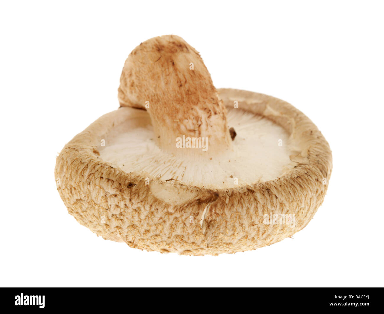 Frische Ostasiatische genießbare Shiitake-pilze Isoliert gegen einen weißen Hintergrund mit keine Menschen und einen Freistellungspfad Stockfoto
