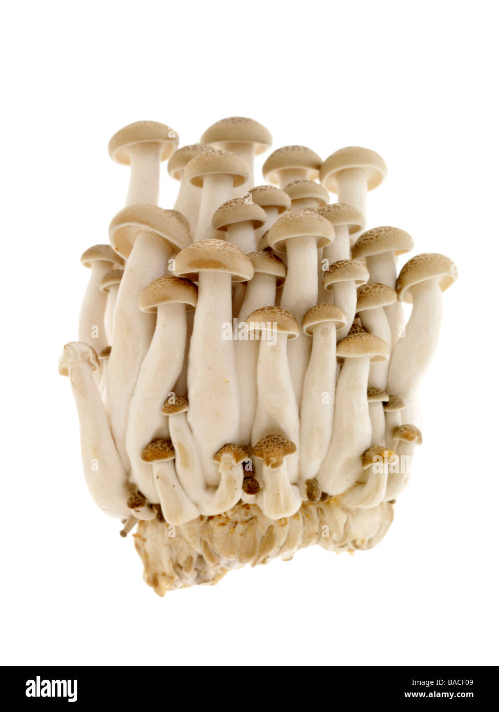 Frische luxus Hon Shimeji Pilze gegen einen isolierten weißen Hintergrund mit keine Menschen und einen Freistellungspfad Stockfoto