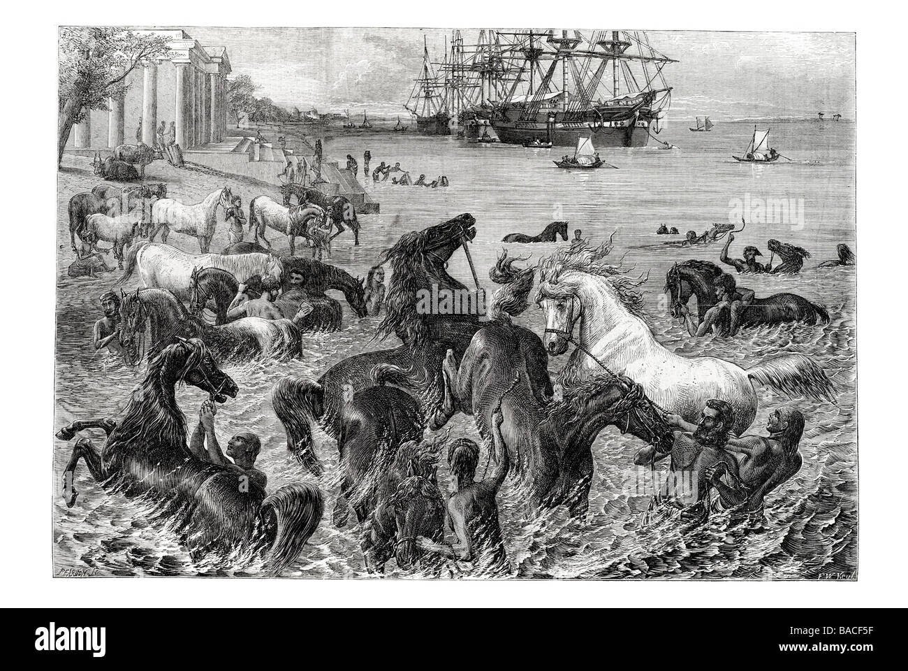 die Pferde morgendlichen Bad in Kalkutta 1868 Stockfoto