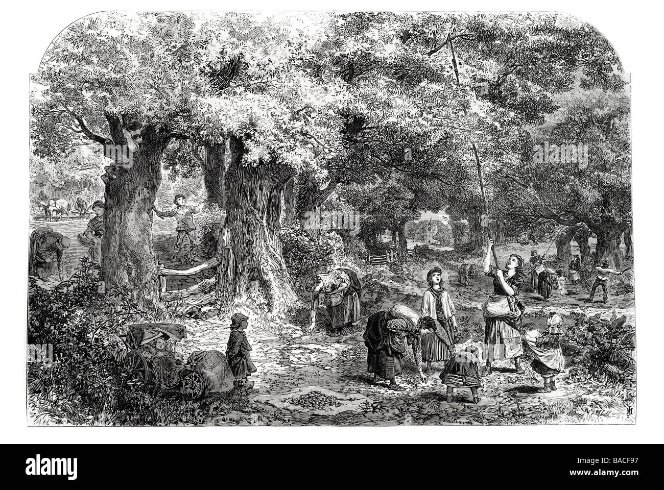 Sammeln Eicheln Stockfoto