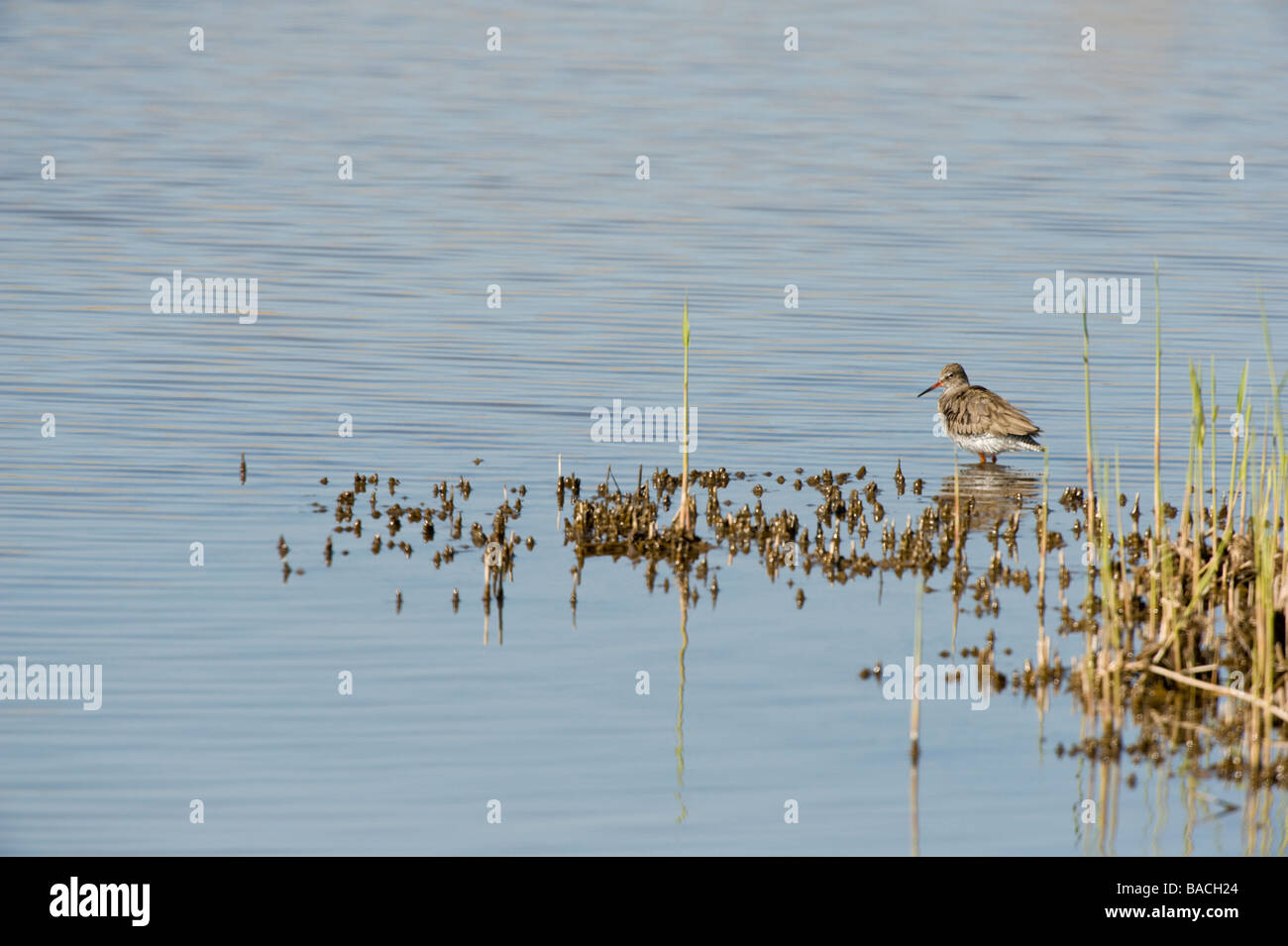 Gemeinsamen Rotschenkel Tringa Totanus Erwachsenen Blacktoft Sands RSPB Natur Reserve Whitgift Goole East Yorkshire England UK Europa April Stockfoto