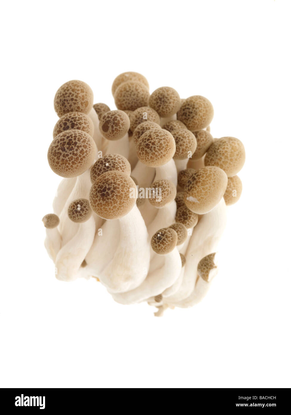 Hon Shimeji Pilze Stockfoto