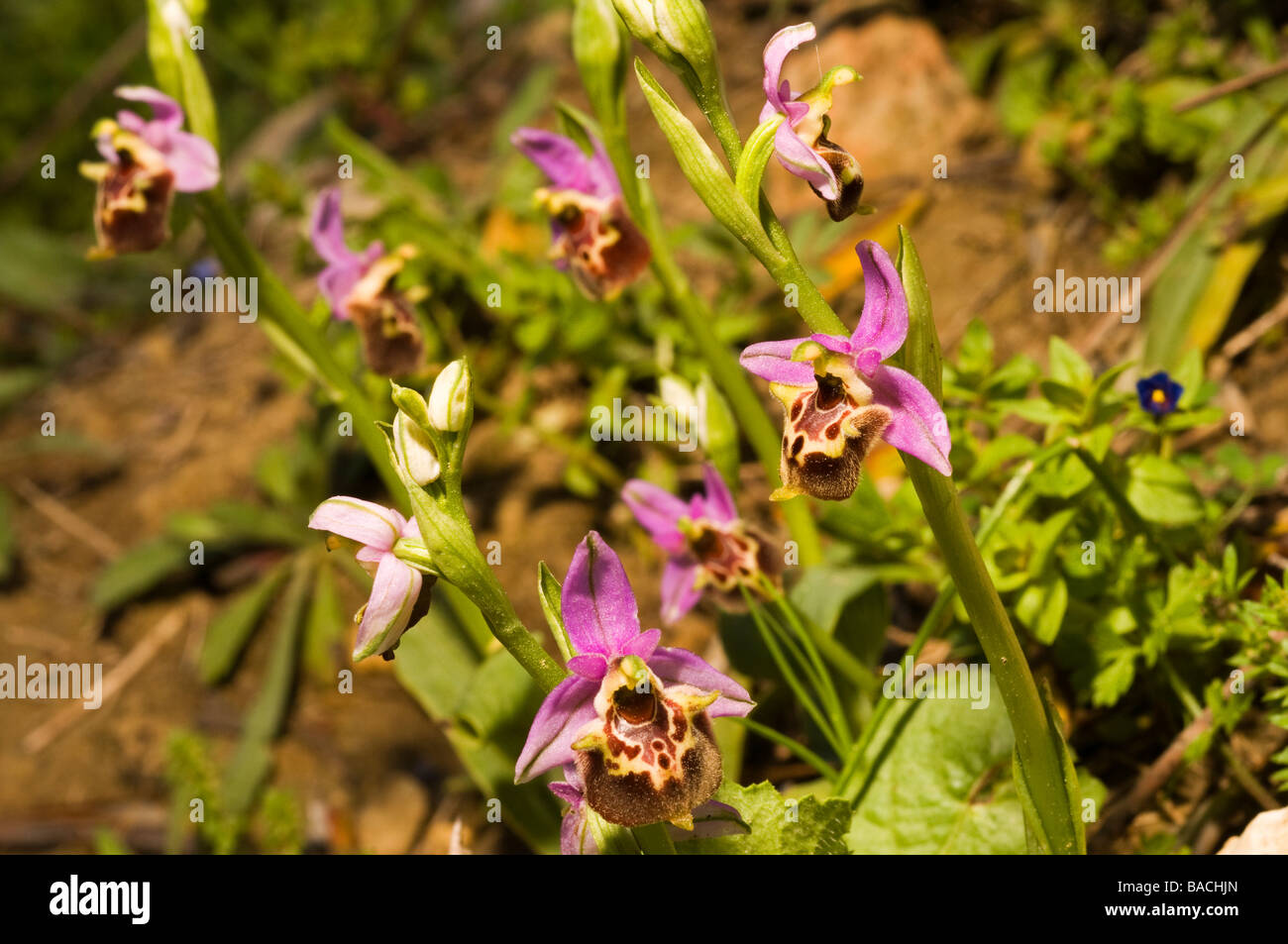 Biene-Orchideen, Orchis Scolopax Mugla Türkei April 2009 Stockfoto
