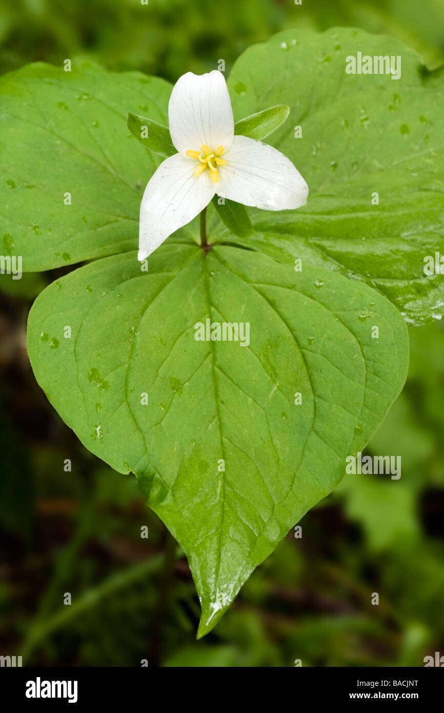 Trillium Blume - Cape Enttäuschung State Park, Washington Stockfoto