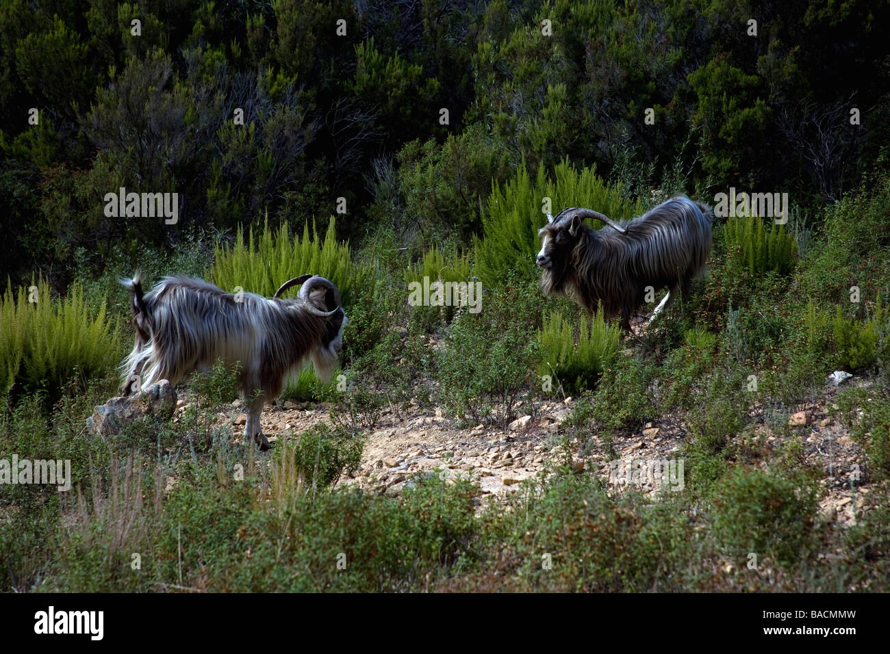 Zwei korsische Mufflons kämpfen in den Bergen in der Nähe von Piana Korsika Frankreich Stockfoto