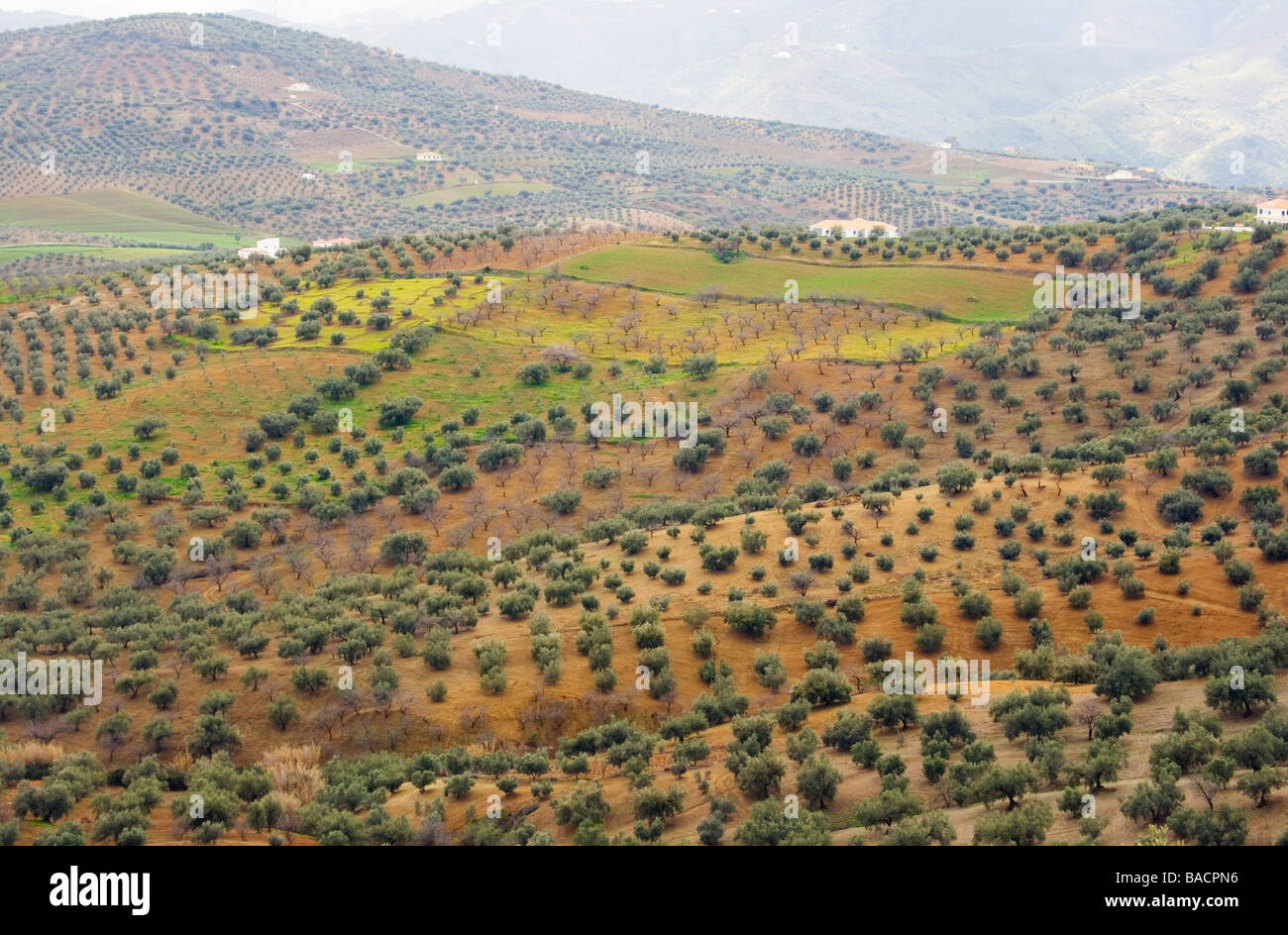 Axarquia Malaga Provinz Costa del Sol Andalusien Spanien Olivenhaine in die umliegende Landschaft Stockfoto