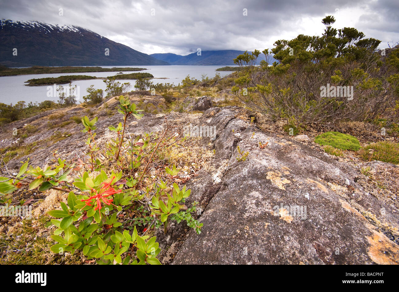 Chile, Patagonien, Magellan Region Wellington Insel O' Higgins Nationalpark, rund um Puerto Eden Stockfoto