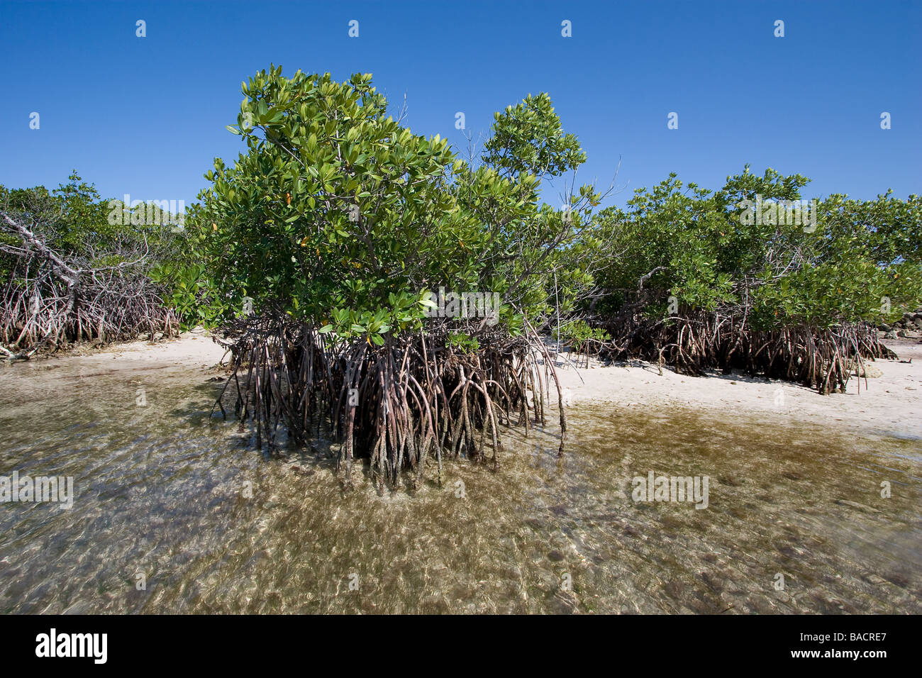Rote Mangrove, Rhizophora Mangle, Biscayne Nationalpark Florida Stockfoto