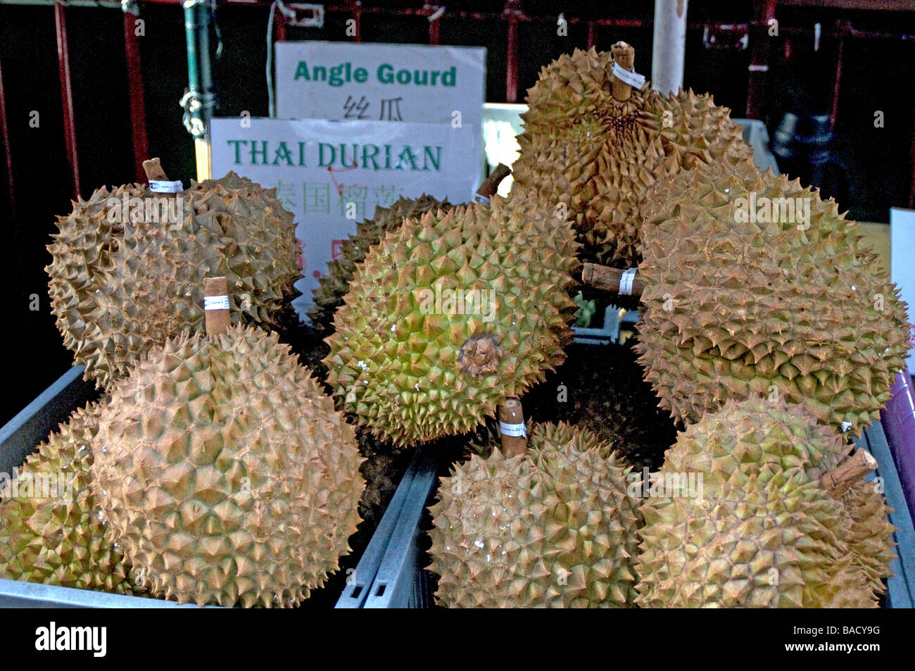 Die Durian ist die Frucht von mehreren Baumarten gehören zu der Gattung Durio und der Familie Malvaceae. Stockfoto