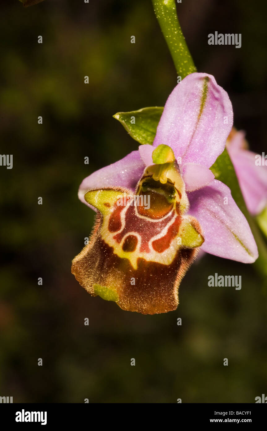 Biene Orchidee, Ophrys Scolopax Mugla Türkei April Stockfoto