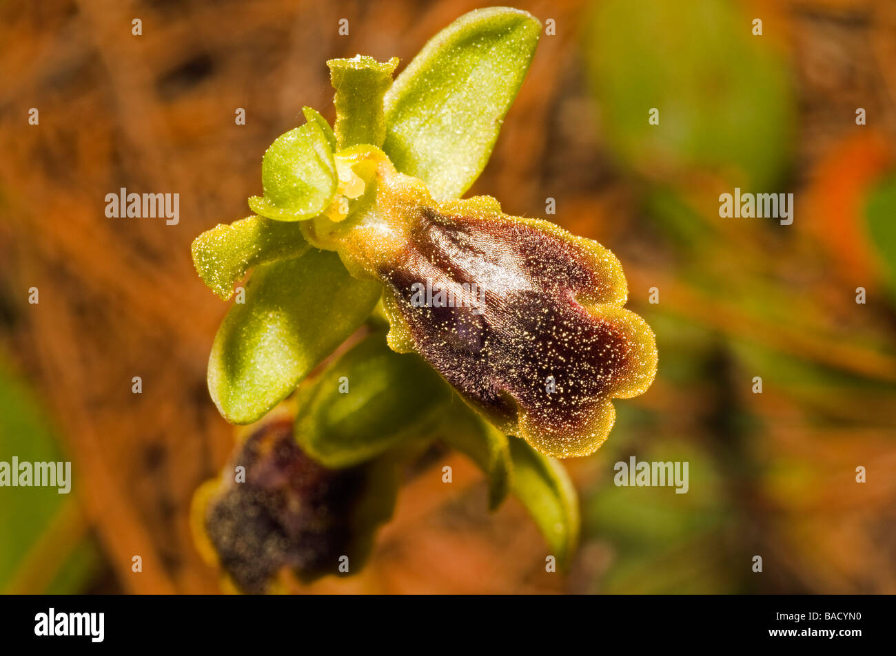 Biene Orchidee, Ophrys Lutea, Mugla Türkei April Stockfoto
