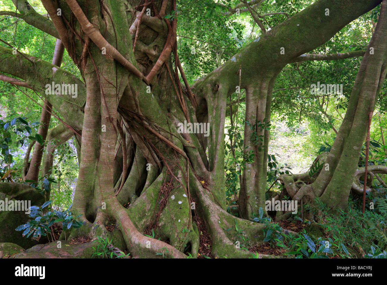 Banyan-Baum entlang der Pipiwai Trail Waimoku Rückgang im Bereich Kipahulu des Haleakala National Park auf Maui, Hawaii Stockfoto