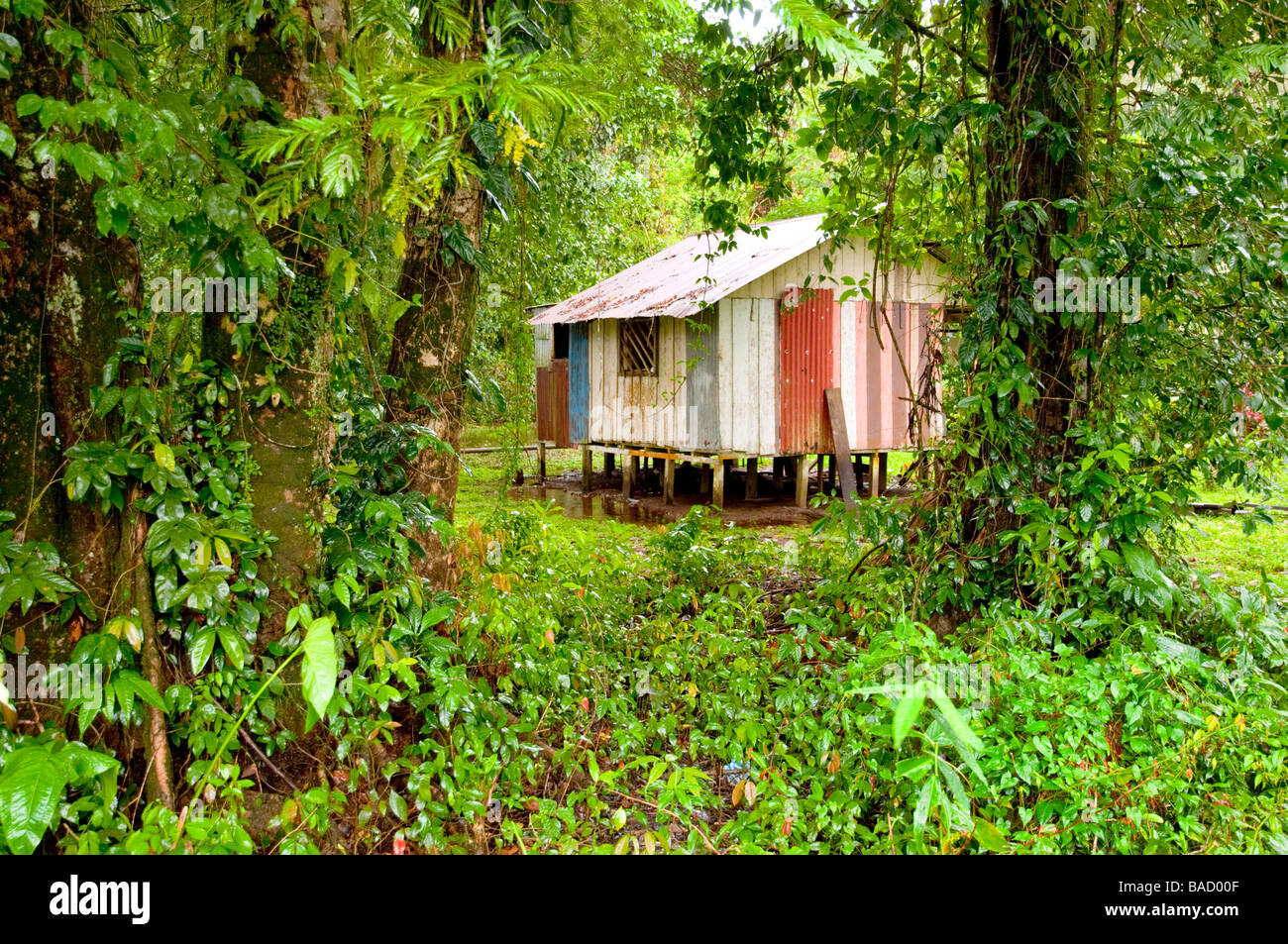 Die bescheidene pastellfarbenen Häuser in Tortuguero Costa Rica Mittelamerika Stockfoto