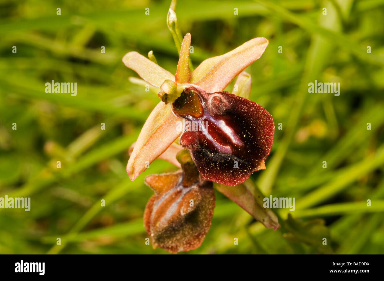 Biene Orchidee, Ophrys Sphegodes, Mugla Türkei April 2009 Stockfoto
