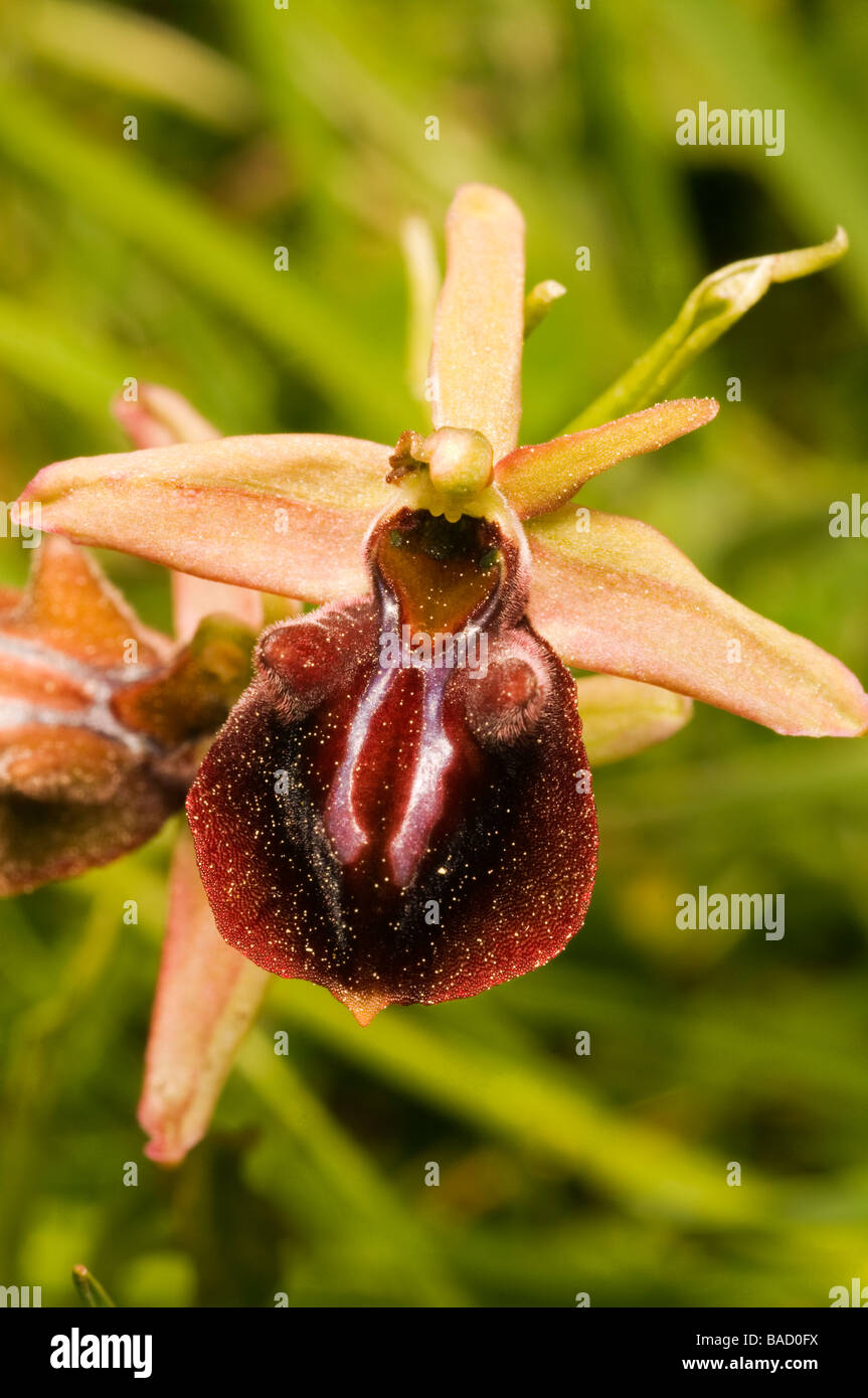 Biene Orchidee, Ophrys Sphegodes, Mugla Türkei April 2009 Stockfoto