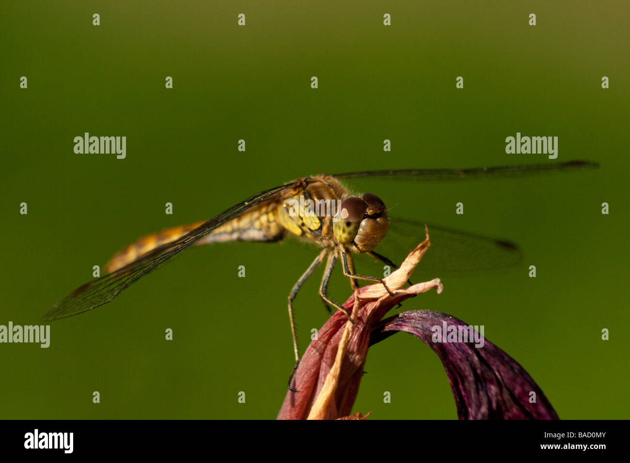 Ein Drachen fliegen auf einer Iris Blume Stockfoto
