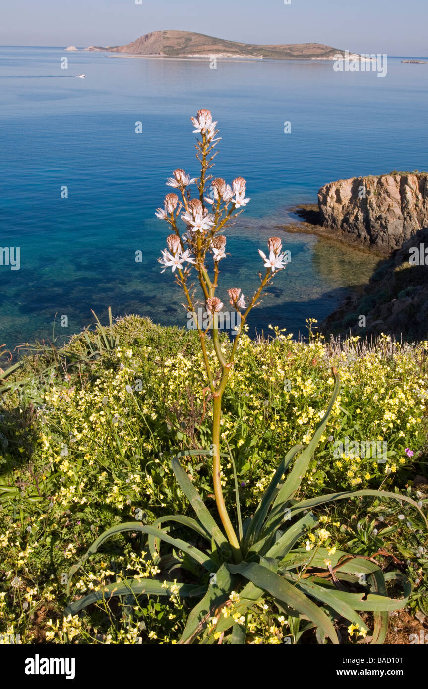Wildblumen in Foca Izmir Türkei Stockfoto