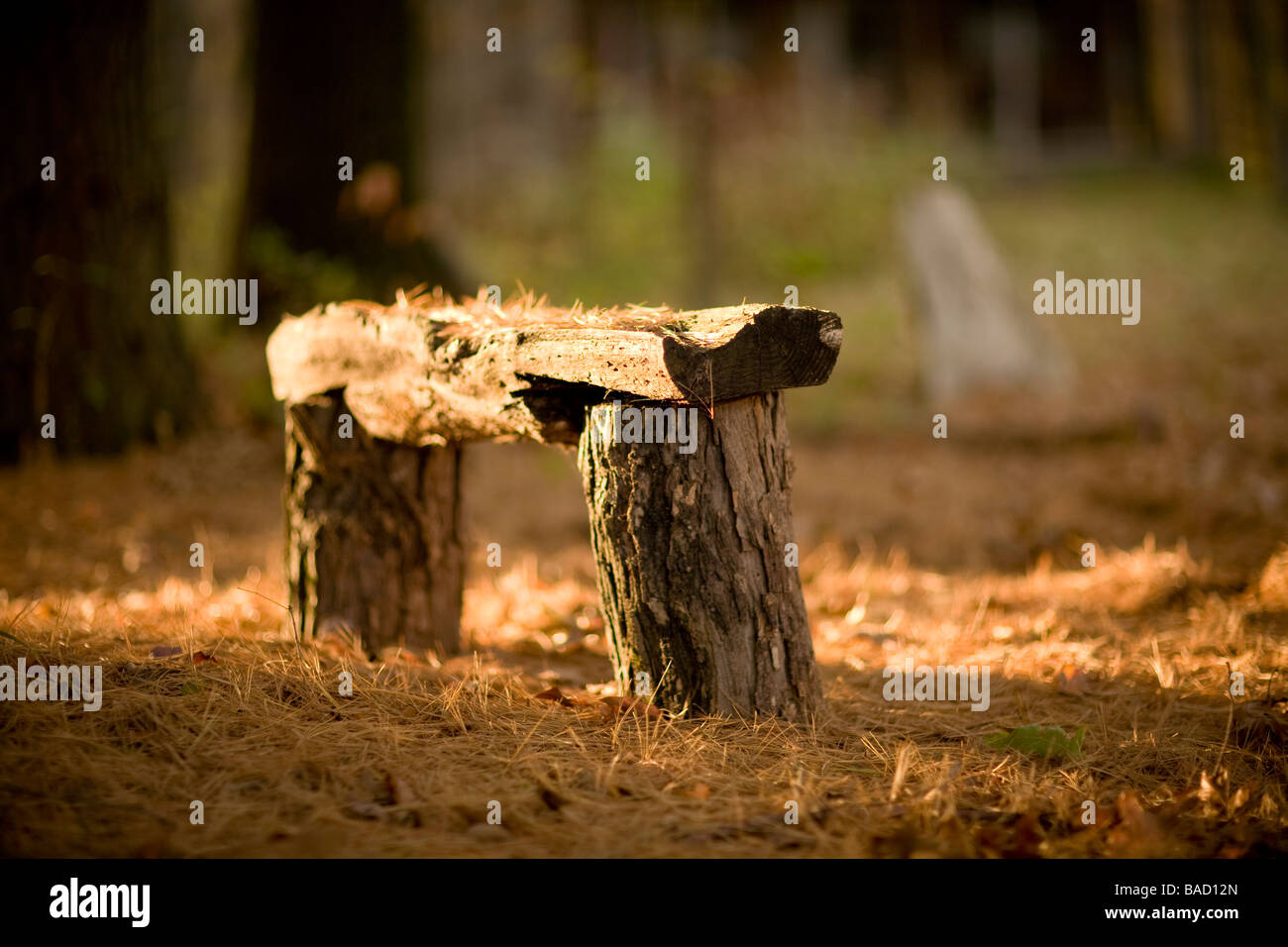 Rustikale Holzbank im Wald Stockfoto