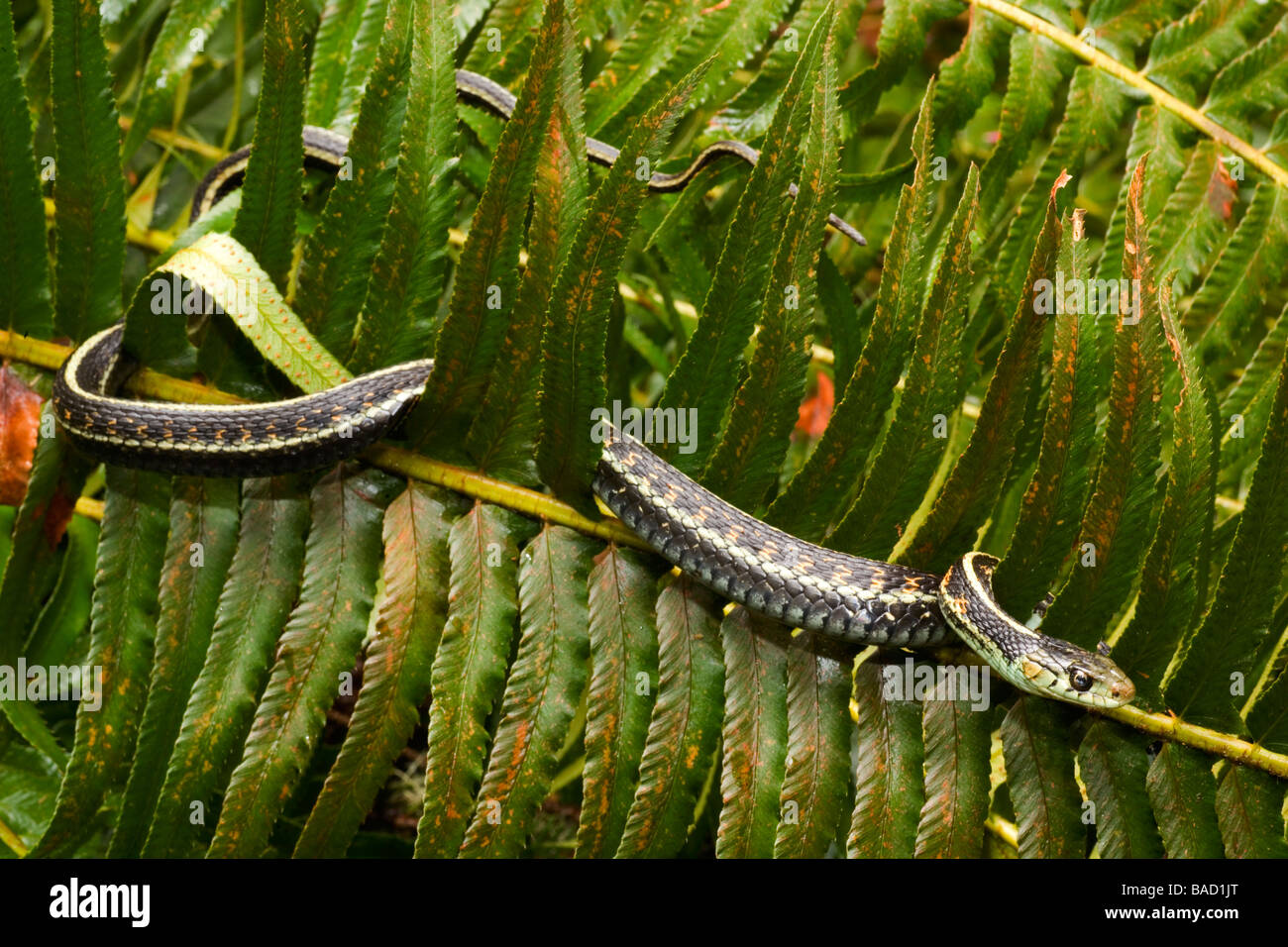 Garter Snake auf Fern - Cape Enttäuschung State Park, Washington Stockfoto