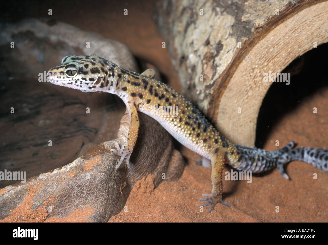 Leopardgecko (Eublepharis Macularius 'Hi Yellow'), Asien Stockfoto