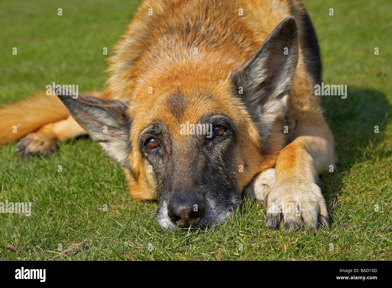 Der Deutsche Schäferhund liegt auf Gras und trägt einen wollenden Ausdruck Stockfoto