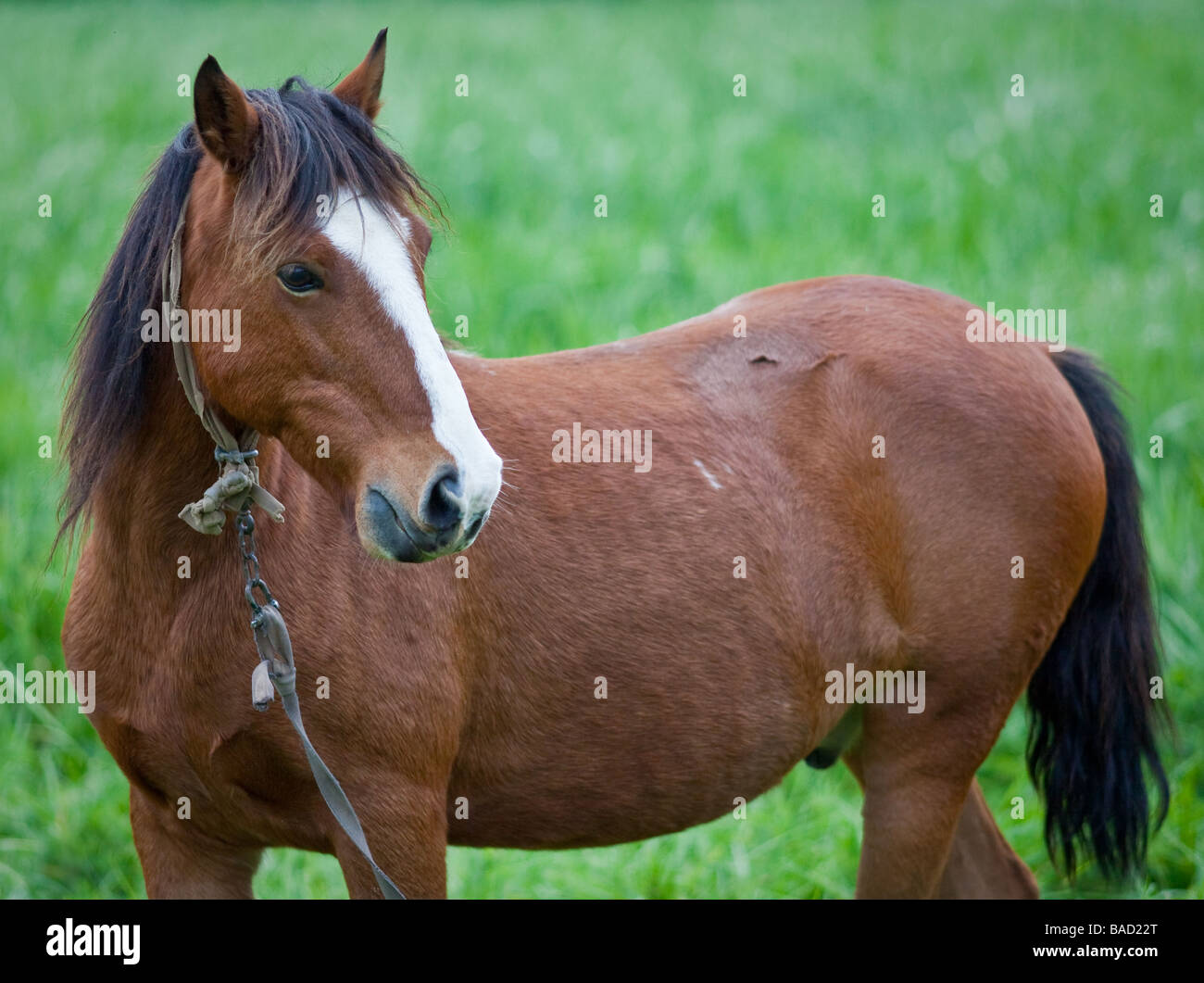 Pferd Stockfoto