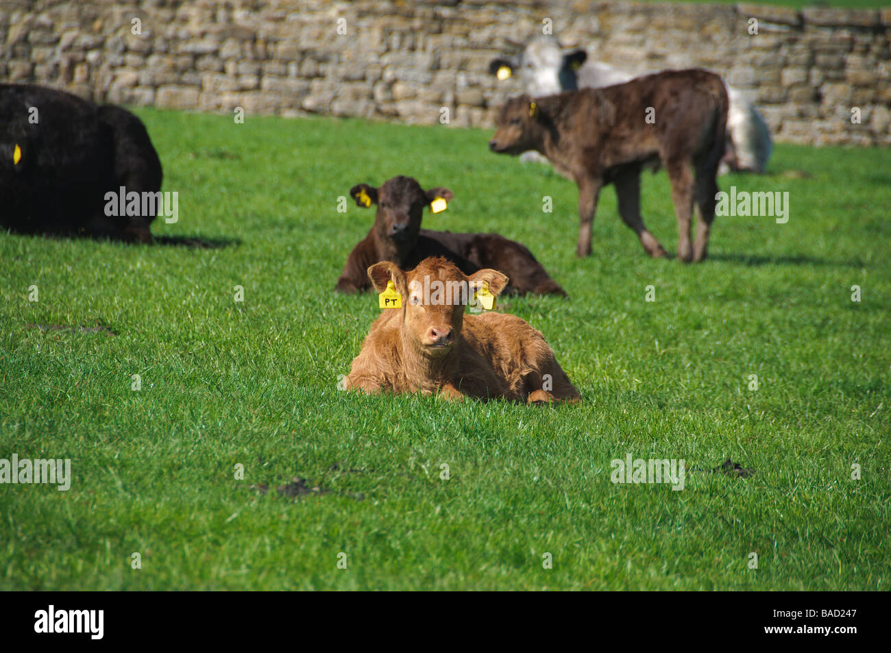 Neugeborenen Kälbern genießen einen sonnigen Tag auf der Wiese auf Markenfield Hof Stockfoto