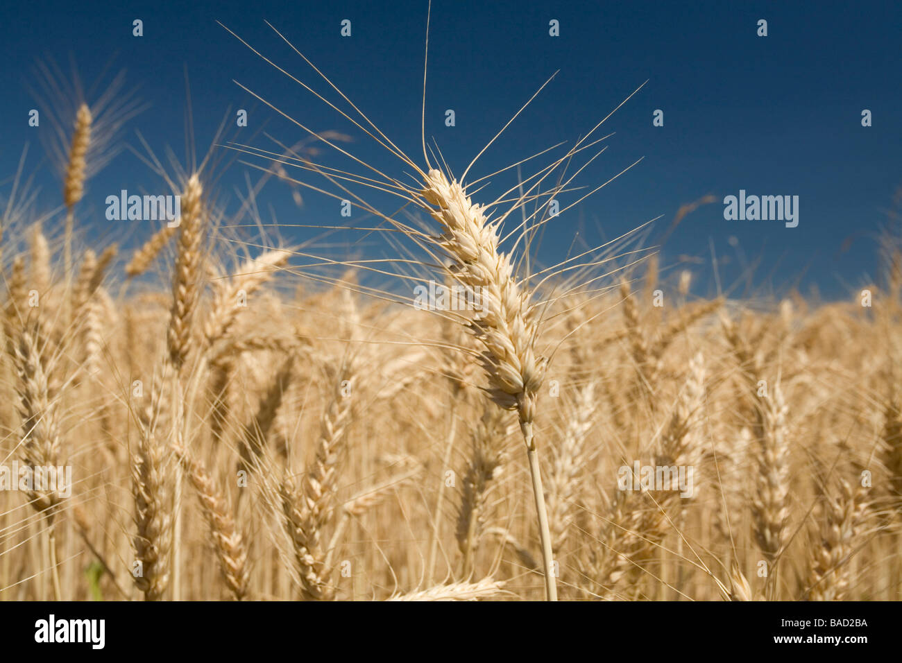 Weizenfeld, Oregon, USA Stockfoto